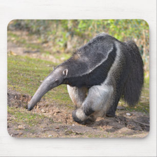 Tapis De Souris Anteater géant marchant sur l'herbe