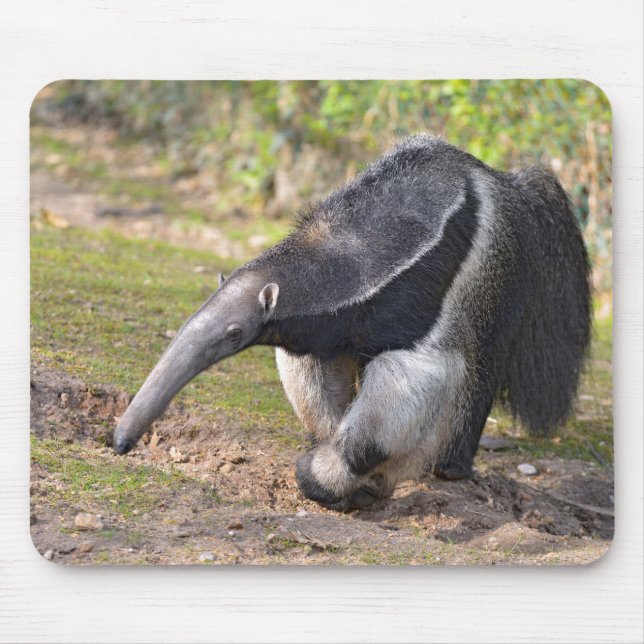 Tapis De Souris Anteater géant marchant sur l'herbe (Devant)