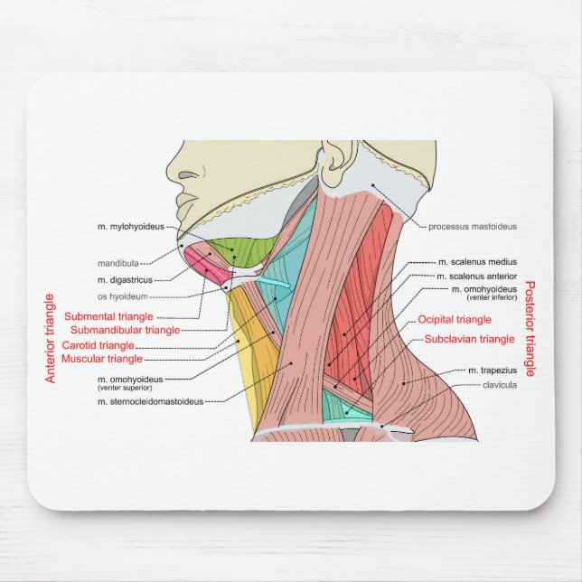 Tapis De Souris Antérieur Triangle supérieur Triangle cou Muscles  (Devant)