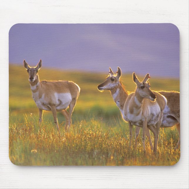 Tapis De Souris Antilope d'Amérique dans le Montana (Devant)