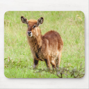 Tapis De Souris Antilope Waterbuck de brun de jeunes des images