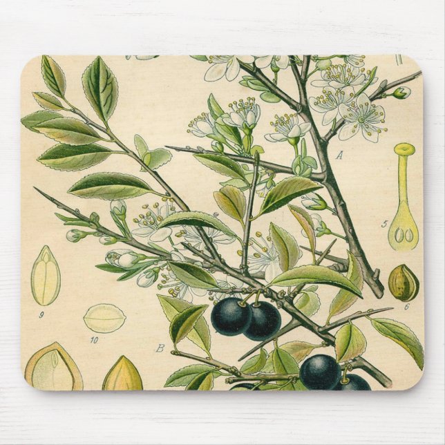 Tapis De Souris Antique Blackthorn Botanique Imprimé Fleur Berry (Devant)