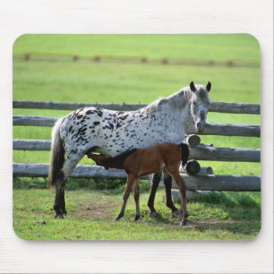 Tapis De Souris Appaloosa Mare and Colt Horse