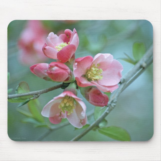 Tapis De Souris Apple Blossom #P0356 Mousepad (Devant)