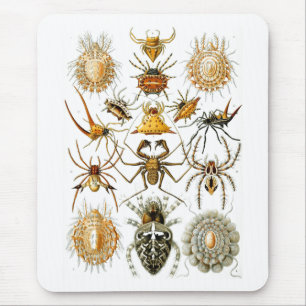Tapis De Souris Arachnida (Araignées), Ernst Haeckel Fine Art