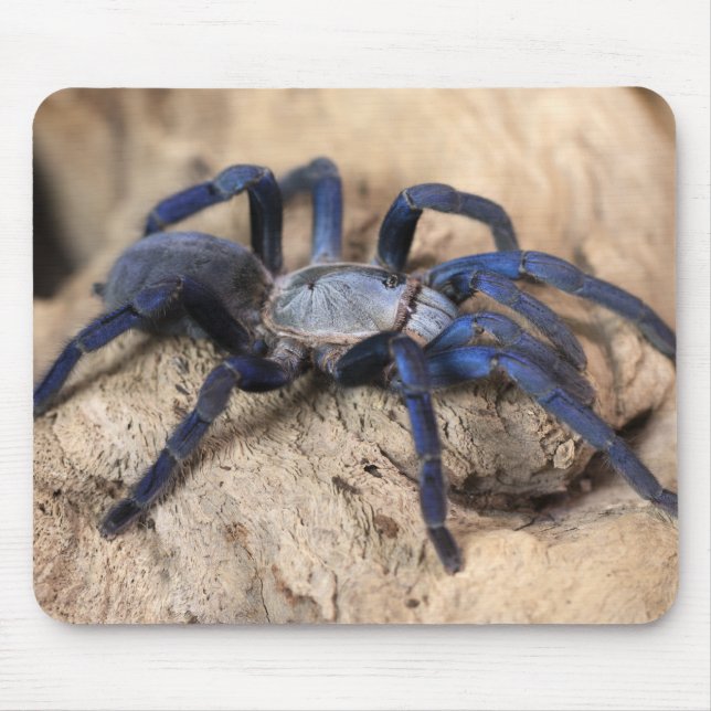 Tapis De Souris Araignée de Tarantula Bleue de Cobalt (Devant)