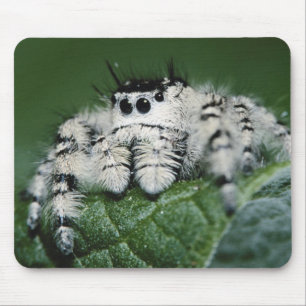 Tapis De Souris Araignée sauteuse Metaphid