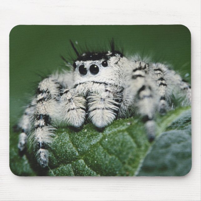 Tapis De Souris Araignée sauteuse Metaphid (Devant)