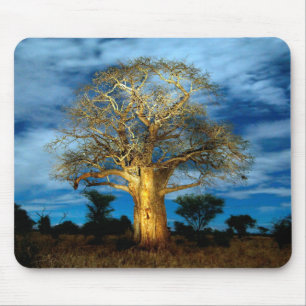 Tapis De Souris Arbre Baobab (Adansonia) illuminé par la lune