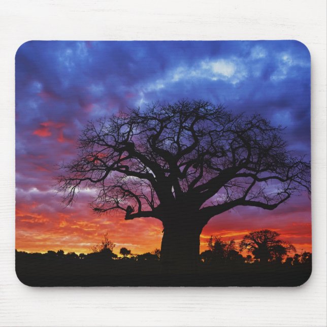 Tapis De Souris arbre baobab africain, Adansonia digitata, 2 (Devant)