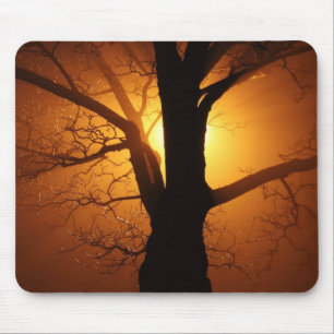 Tapis De Souris Arbre Dans Le Brouillard La Nuit Mousepad