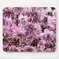 ARBRE DE BLOSSOM