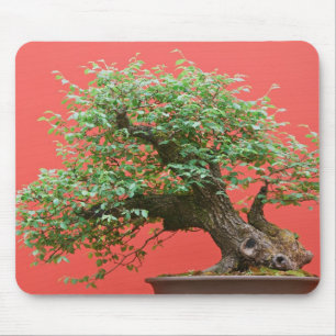 Tapis De Souris Arbre de bonsaïs de Zelkova