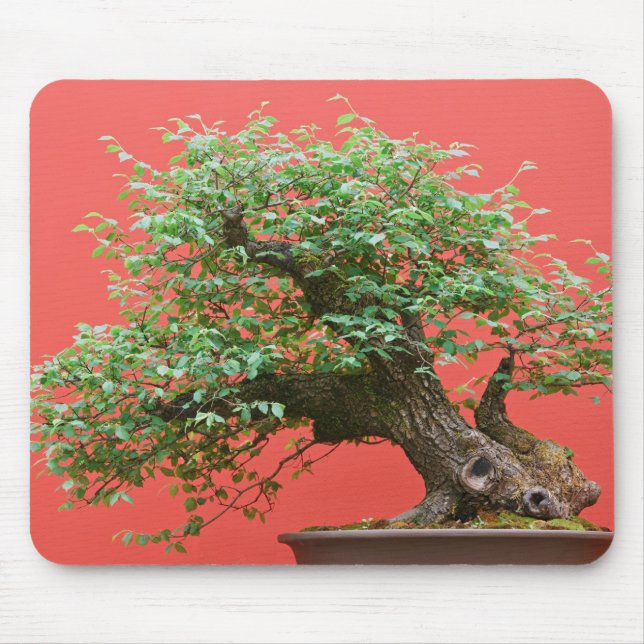 Tapis De Souris Arbre de bonsaïs de Zelkova (Devant)