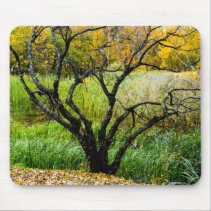 Tapis De Souris Arbre de bouleau de Carélie tordu en automne