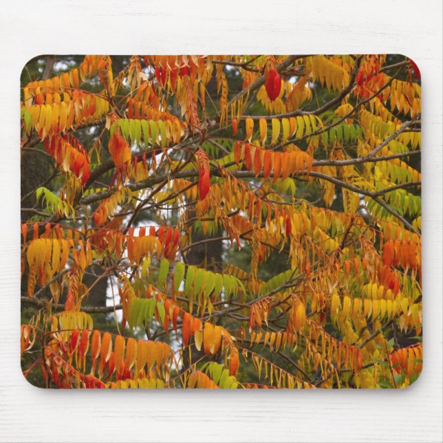 Tapis De Souris Arbre de sumac de couleur automnale à Whitefish, (Devant)