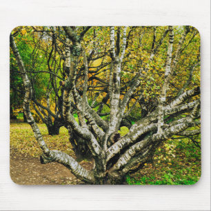 Tapis De Souris Arbre mystique noueux de bouleau de Carélie