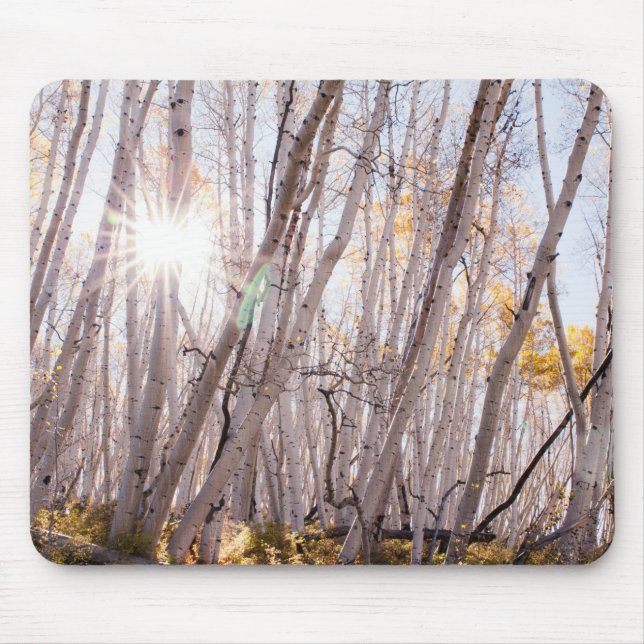 Tapis De Souris Arbres d'Aspen (Devant)