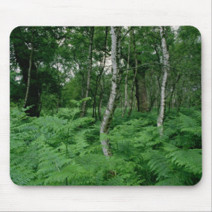 Tapis De Souris Arbres de bouleau argenté et fougères, forêt de