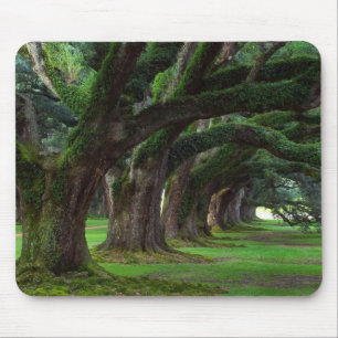 TAPIS DE SOURIS ARBRES DE LA LOUISIANE LIVE OAK