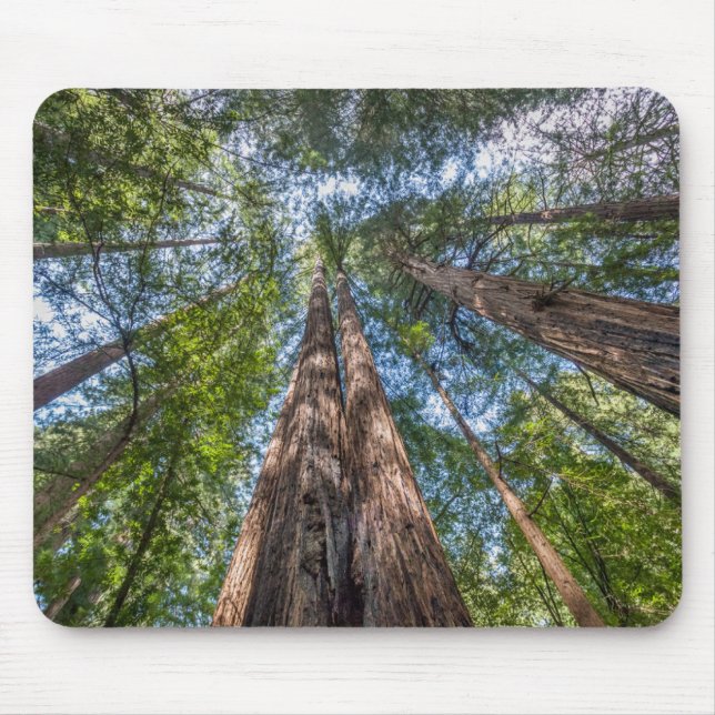 Tapis De Souris Arbres de séquoia | Comté de Marin, Californie (Devant)