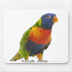 Tapis De Souris Arc-en-ciel femelle Lorikeet - Trichoglossus