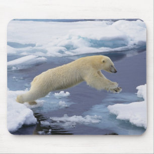 Tapis De Souris Arctique, Svalbard, Ours polaire s'étendant