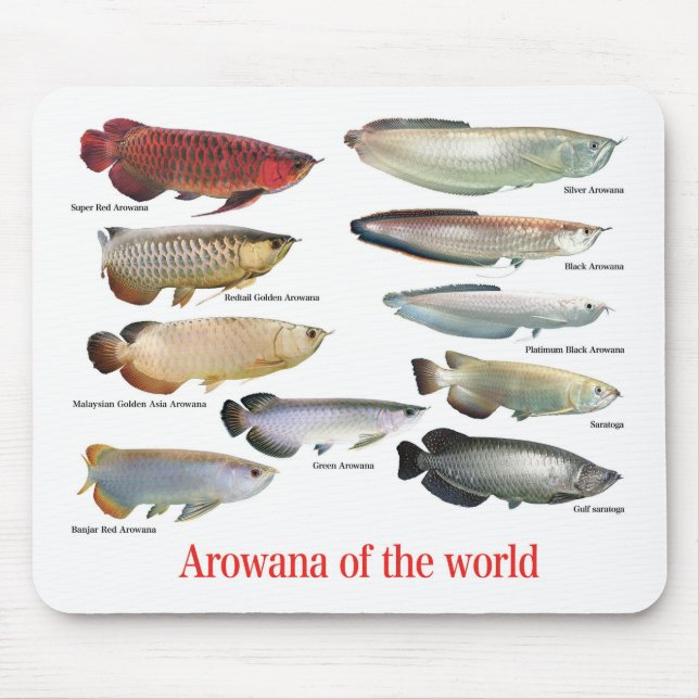 Tapis De Souris Arowana (Devant)