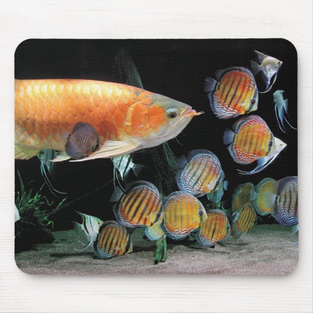 Tapis De Souris Arowana asiatiqueとPoissonDiscus (Devant)