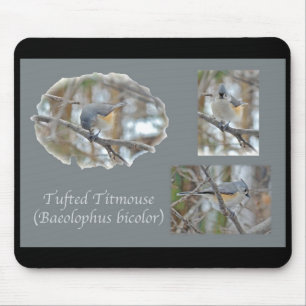 Tapis De Souris Articles Tufted Titsouris (Baeolophus bicolor)