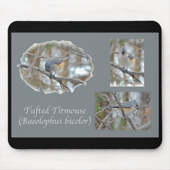 Tapis De Souris Articles Tufted Titsouris (Baeolophus bicolor) (Devant)