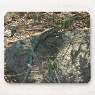 Tapis De Souris Aruba Whiptail Lizard Photographie d'animaux tropi