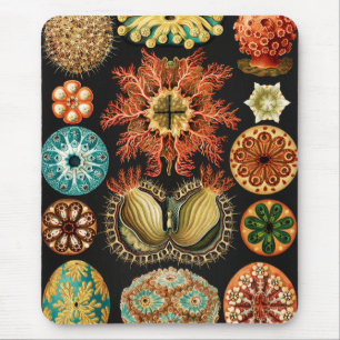 Tapis De Souris Ascidiae, Seescheiden Marine Life par Ernst Haecke