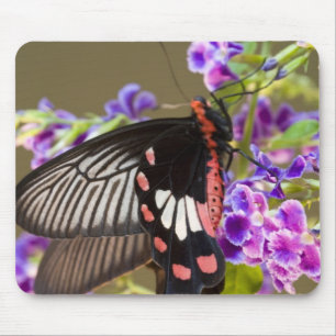Tapis De Souris Asie du Sud-Est, Thaïlande, Doi Inthanon, Papilio