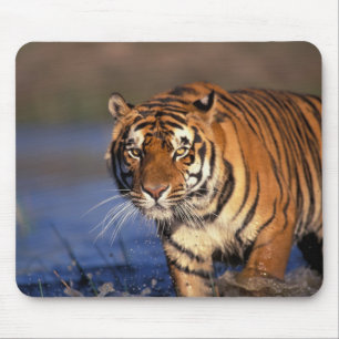 Tapis De Souris ASIE, Inde, Tigre du Bengale Panthera tigris)