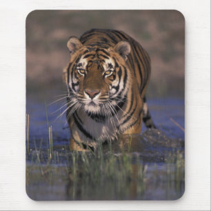 Tapis De Souris ASIE, Inde Tigre marchant à travers l'eau