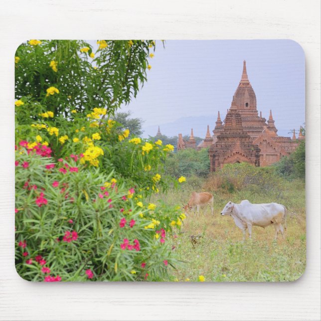 Tapis De Souris Asie, Myanmar (Birmanie), Bagan (Pagan). Vaches (Devant)