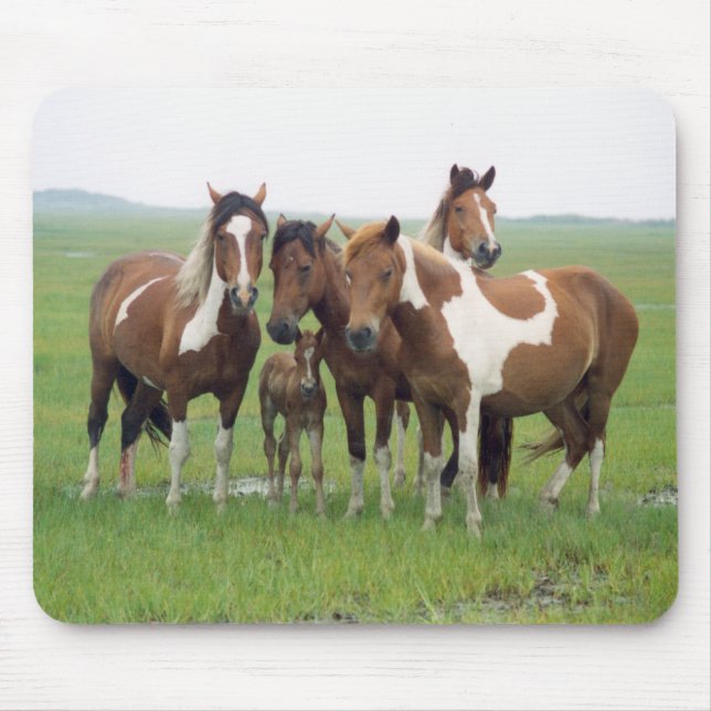Tapis De Souris Assateague Island Horses Mousepad (Devant)