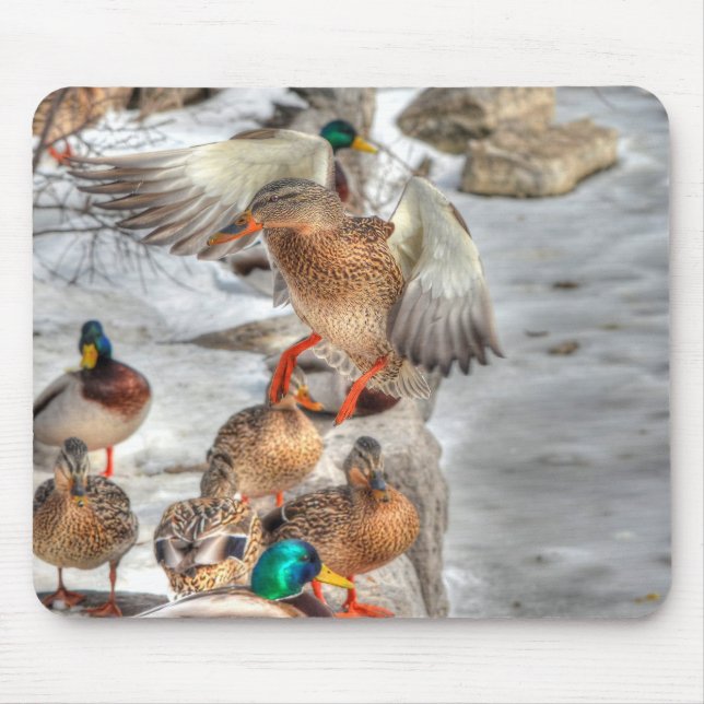 Tapis De Souris Atterrissage Femme Mallard Canard Aiguille Faune (Devant)