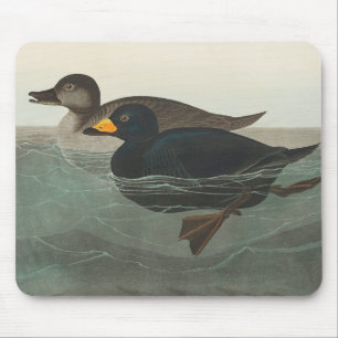 Tapis De Souris Audubon American Scoter Duck Classic