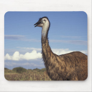 Tapis De Souris Australie, Australie occidentale. Emu (Dromaius)