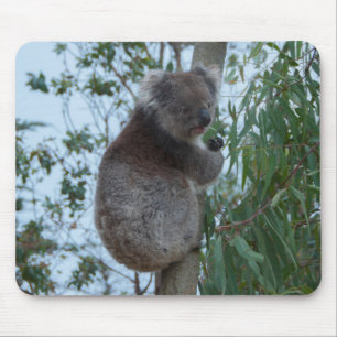 Tapis De Souris Australie Kangaroo Island Cute Koala dans un arbre