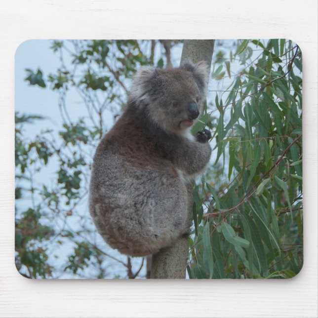 Tapis De Souris Australie Kangaroo Island Cute Koala dans un arbre (Devant)