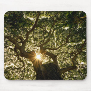 Tapis De Souris Auvent Sunstar de banian