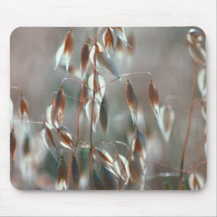 Tapis De Souris Avoine Mûre (Avena Sativa) Gros Plan. Ceres, Bolan