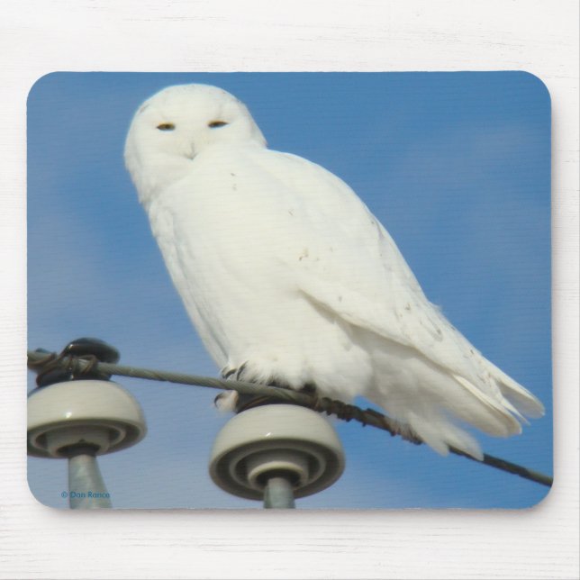 Tapis De Souris B50 Harfang des neiges (Devant)