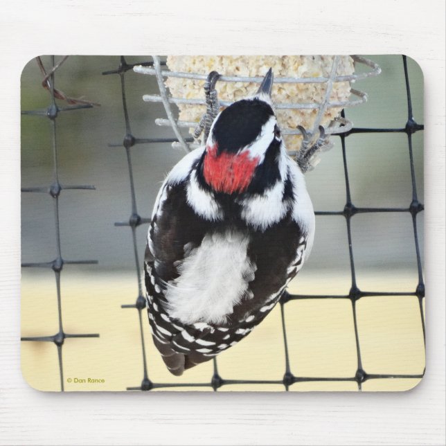 Tapis De Souris B53 Downy Woodpecker (Devant)