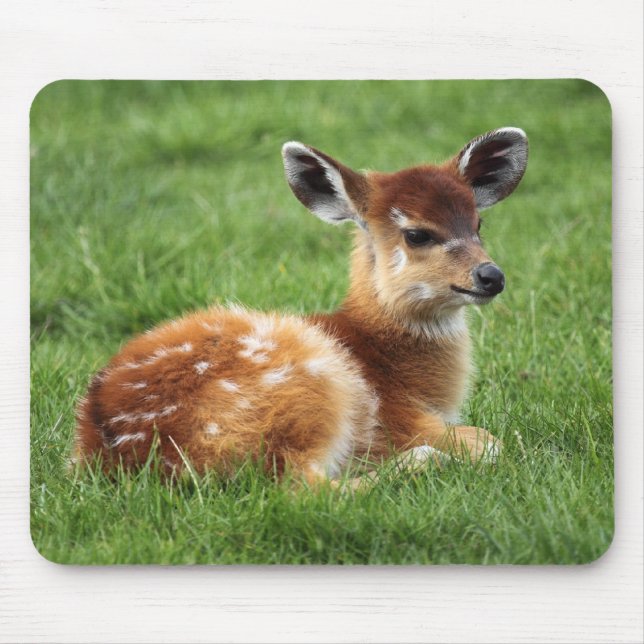 Tapis De Souris Baby Antelope (Devant)