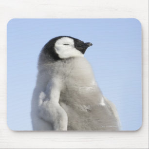 Tapis De Souris Baby Empereur Penguin, île de Snow Hill