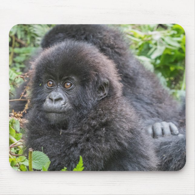 Tapis De Souris Baby Mountain Gorilla (Devant)